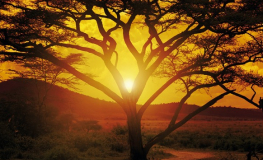 Solnedgang over savanne - Køb flotte fototapeter her!