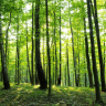 Grøn skov med grøn skovbund - Køb non-woven fototapet
