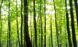 Grøn skov med grøn skovbund - Køb non-woven fototapet