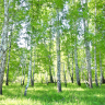 Birkeskov med grøn skovbund - Flot fototapet med birketræer i skov 