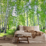 Birkeskov med grøn skovbund - Flot fototapet med birketræer i skov 